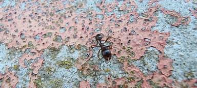 Messor ibericus photo 39