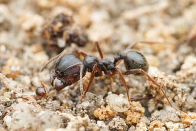 Messor ibericus photo 52
