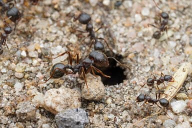 Messor ibericus photo 53