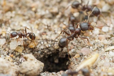 Messor ibericus photo 54