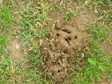 Messor ibericus photo 71
