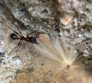 Messor ibericus photo 74