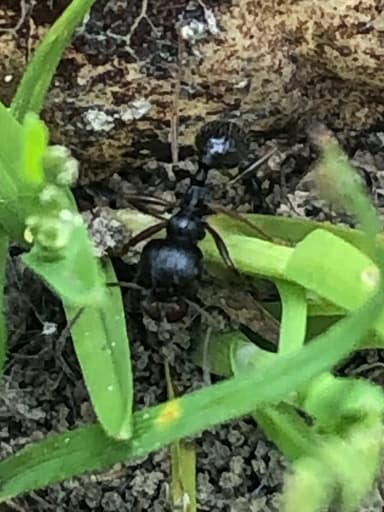 Messor ibericus photo 99