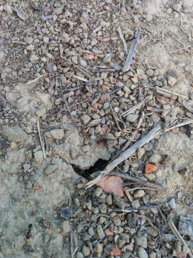 Messor minor photo 5