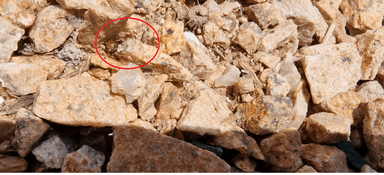 Messor minor — worker photo 28
