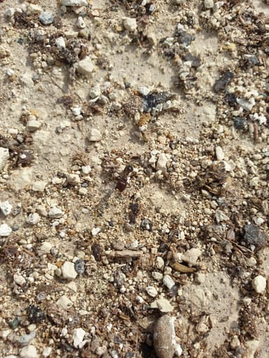 Messor orientalis photo 2