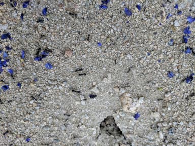 Messor pergandei photo 3