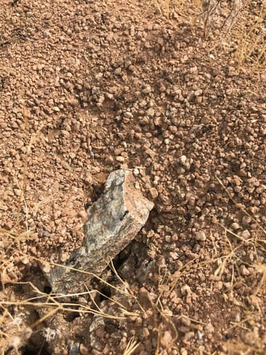 Messor pergandei photo 19