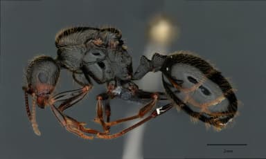 Messor structor — queen photo 5