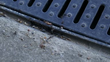 Messor structor photo 10