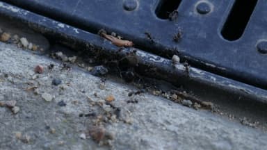 Messor structor photo 11