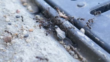 Messor structor photo 12