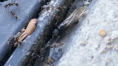 Messor structor photo 18