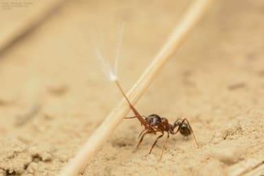 Messor structor photo 20