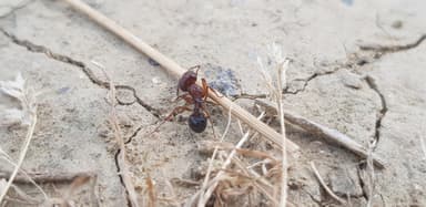 Messor structor — worker photo 36