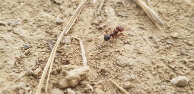 Messor structor — worker photo 43