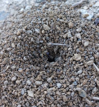Messor structor photo 56