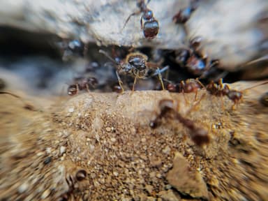 Messor structor photo 61