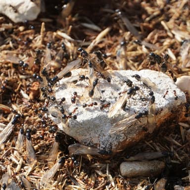 Messor wasmanni photo 21