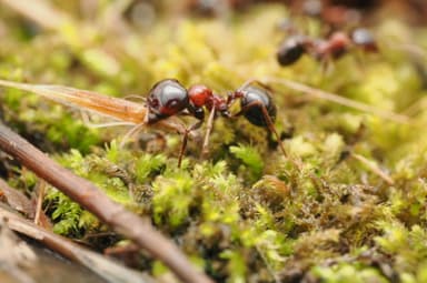 Messor wasmanni photo 29