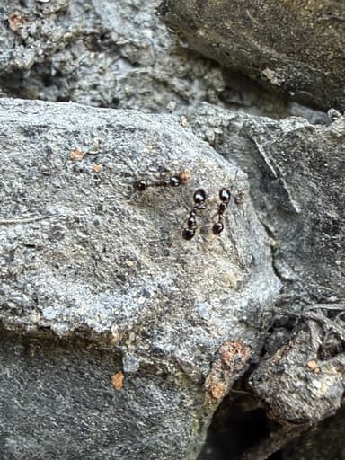 Monomorium ergatogyna photo 17
