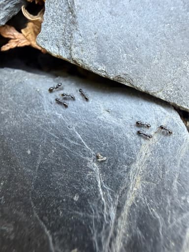 Monomorium ergatogyna photo 18