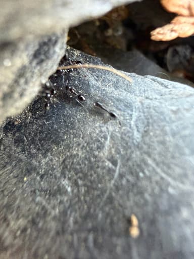 Monomorium ergatogyna photo 19