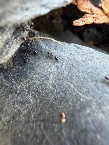 Monomorium ergatogyna photo 20