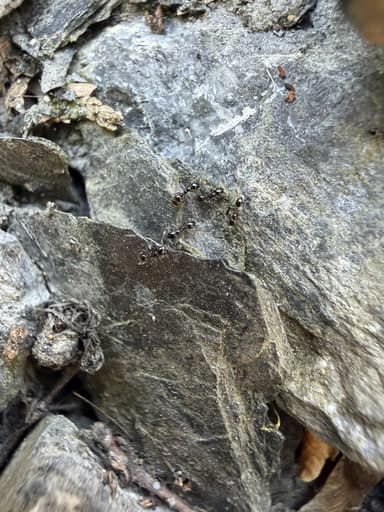 Monomorium ergatogyna photo 22