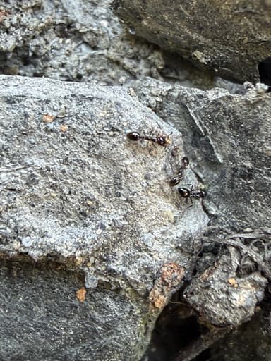 Monomorium ergatogyna photo 23