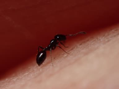 Monomorium ergatogyna photo 24