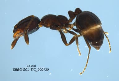 Monomorium ergatogyna photo 26