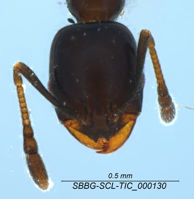 Monomorium ergatogyna photo 27