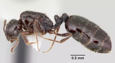 Monomorium ergatogyna — queen photo 1