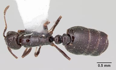 Monomorium ergatogyna — queen photo 3