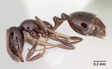 Monomorium ergatogyna — queen photo 4