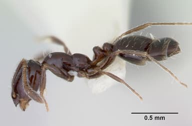 Monomorium ergatogyna — queen photo 5