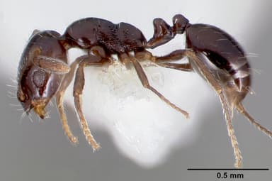 Monomorium ergatogyna — queen photo 6