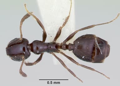 Monomorium ergatogyna — queen photo 7