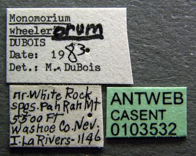 Monomorium ergatogyna photo 9
