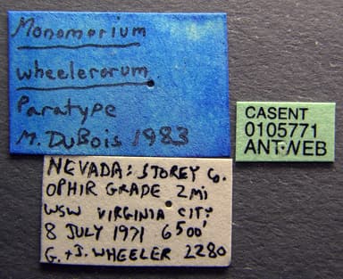 Monomorium ergatogyna photo 10