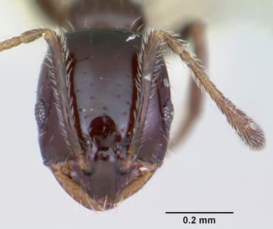 Monomorium ergatogyna — queen photo 11
