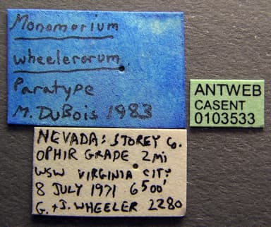 Monomorium ergatogyna photo 12