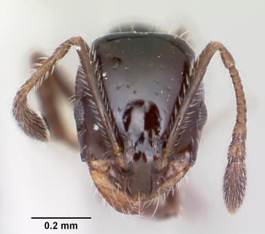 Monomorium ergatogyna — queen photo 14