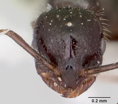 Monomorium ergatogyna — queen photo 15