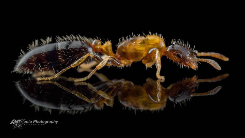 Monomorium floricola photo 1