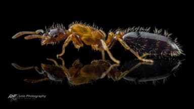 Monomorium floricola — queen photo 2