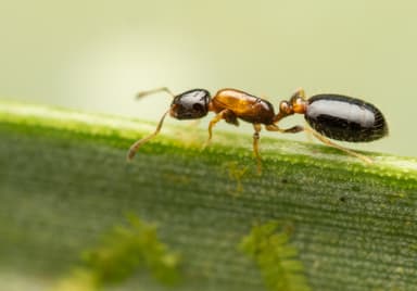 Monomorium floricola photo 21