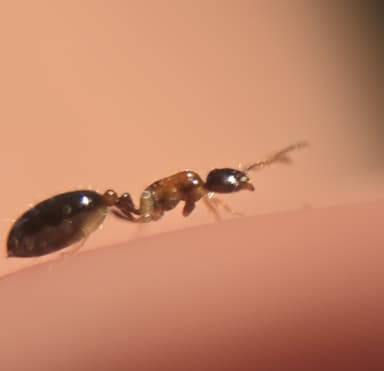 Monomorium floricola photo 23