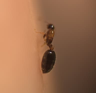 Monomorium floricola photo 24